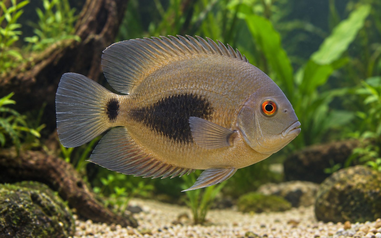 Uaru (Uaru amphiacanthoides)