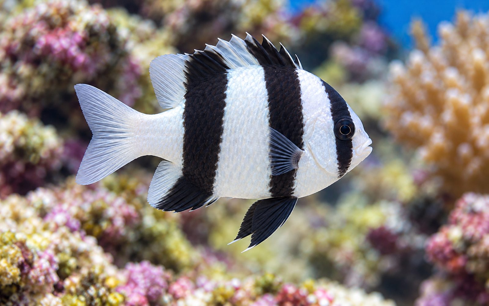 Üç Bantlı Damsel (Dascyllus aruanus)
