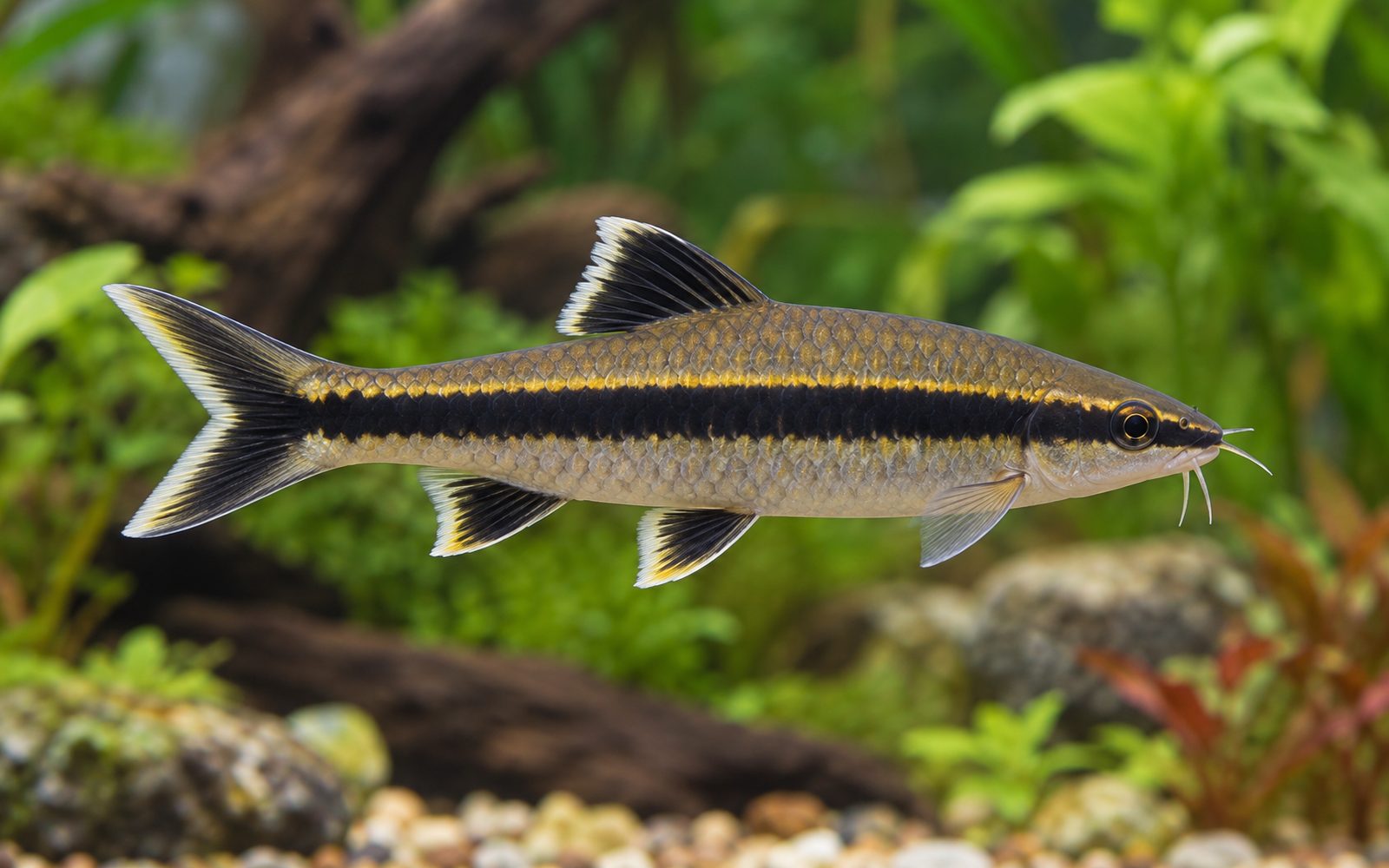Uçan Tilki (Epalzeorhynchos kalopterus)