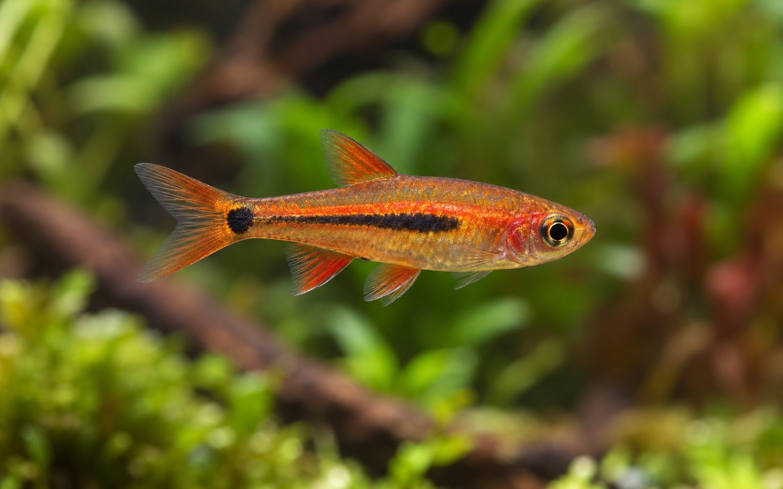 Ünlem Rasbora (Boraras urophthalmoides)