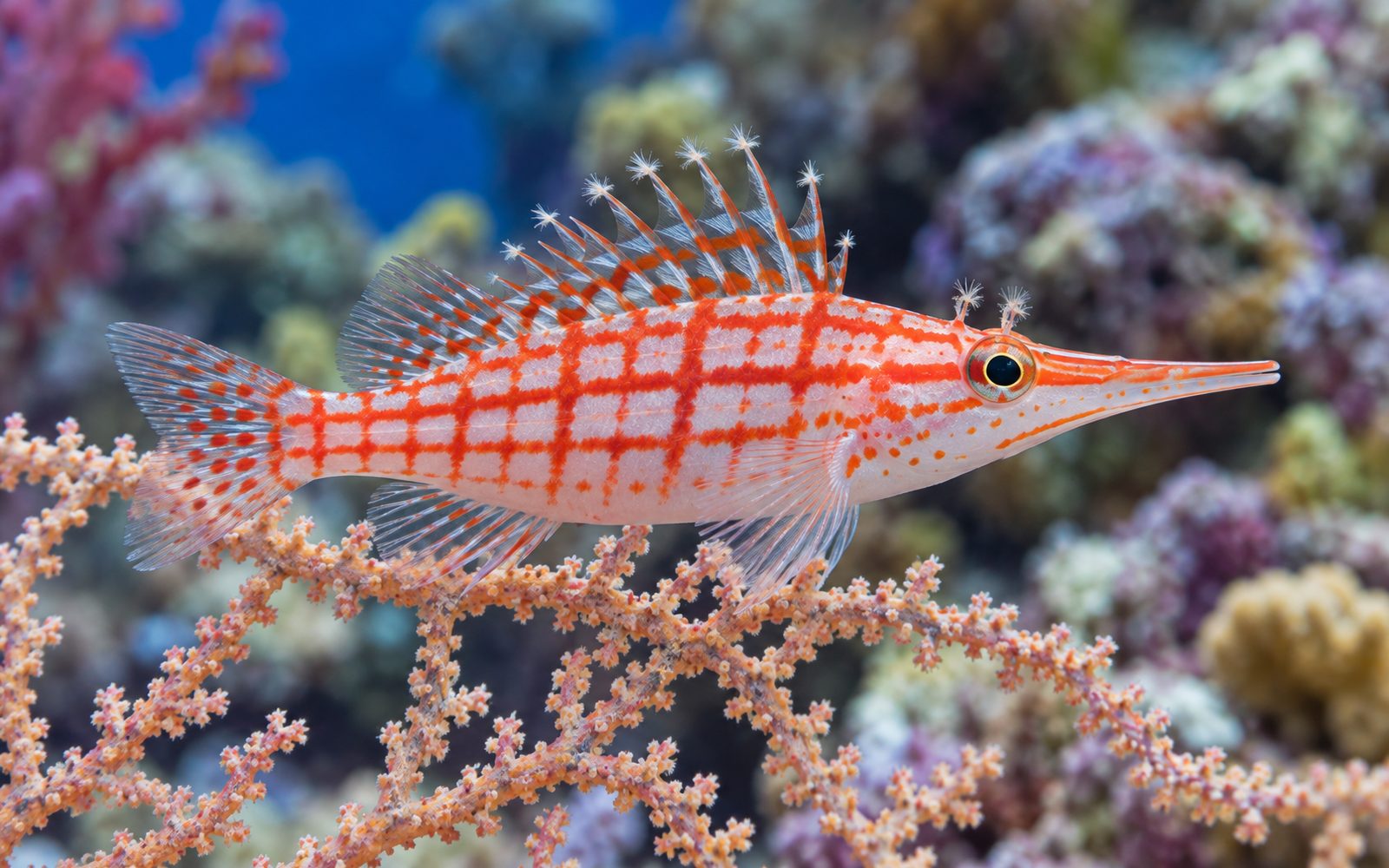Uzun Burunlu Hawkfish (Oxycirrhites typus)