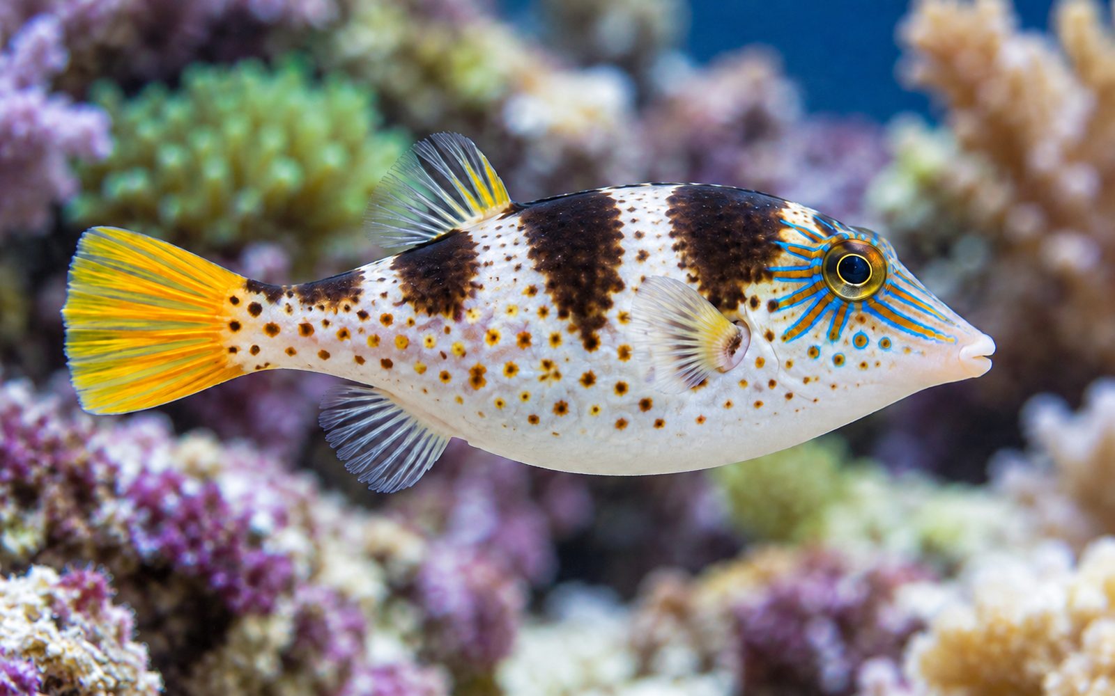 Valentini Balon Balığı (Canthigaster valentini)