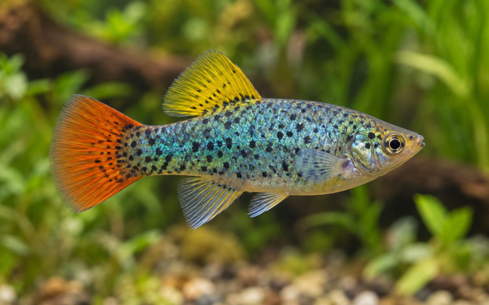 Variatus Platy (Xiphophorus variatus)