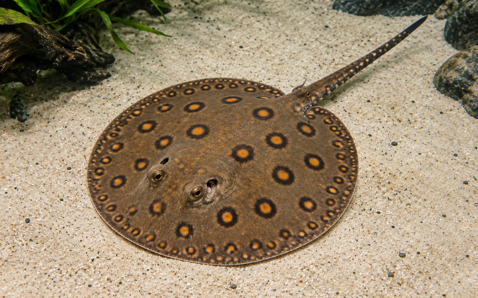 Vatoz (Potamotrygon motoro)