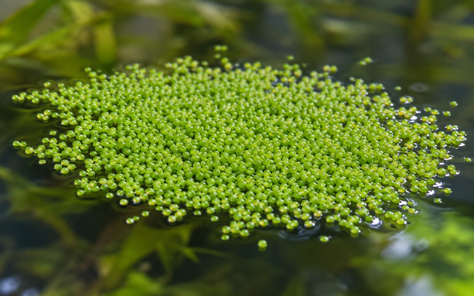Wolffia (Wolffia arrhiza)