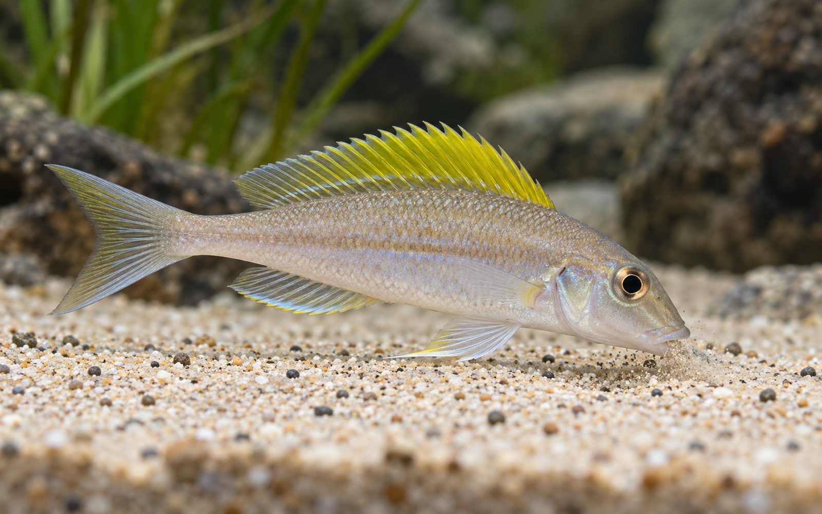 Xenotilapia Flavipinnis (Xenotilapia flavipinnis)