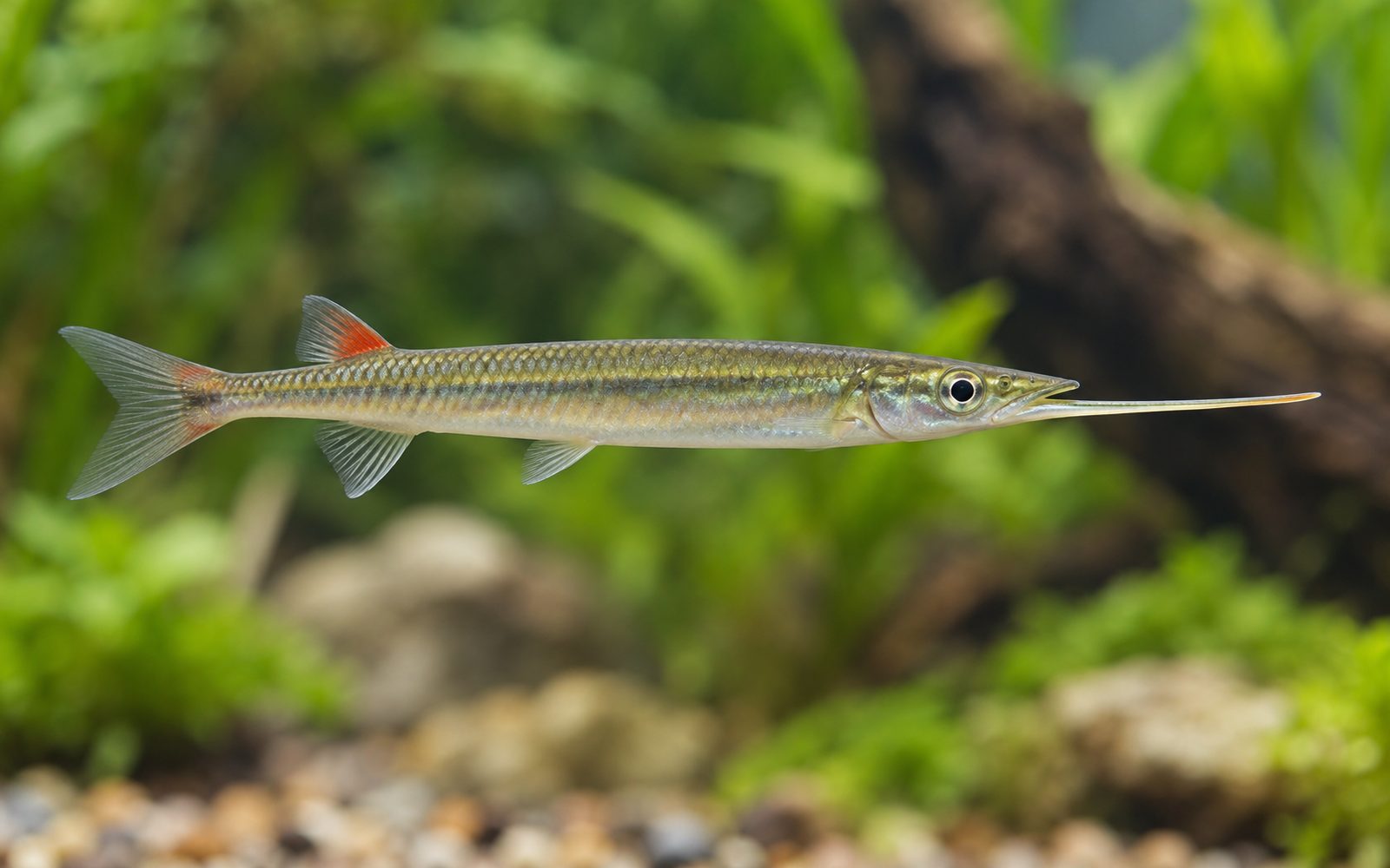 Yarımgaga (Dermogenys pusilla)
