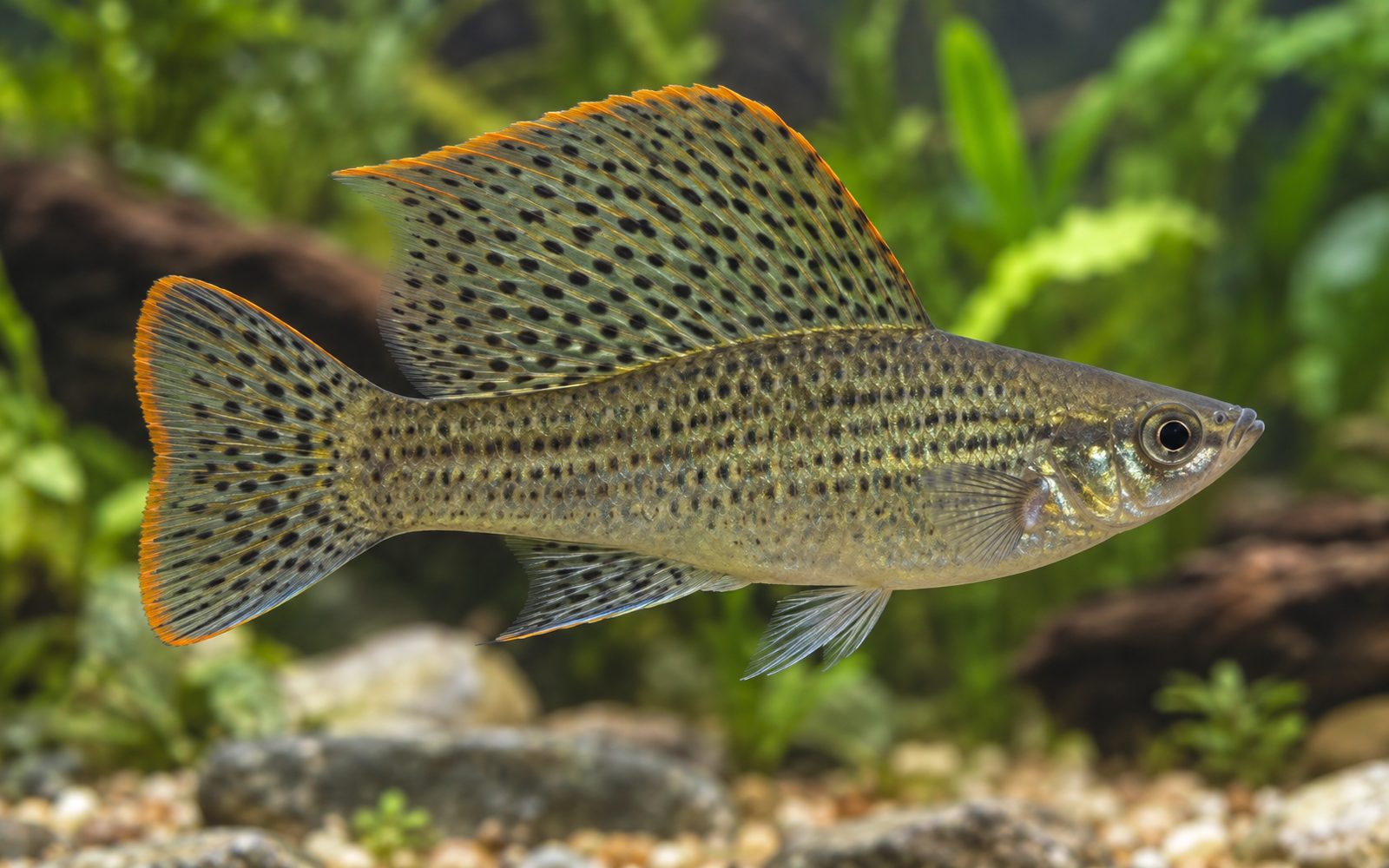 Yelken Molly (Poecilia latipinna)