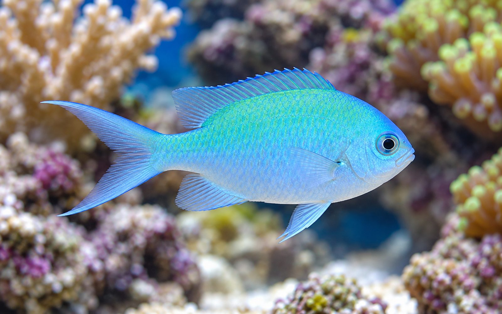Yeşil Kromis (Chromis viridis)
