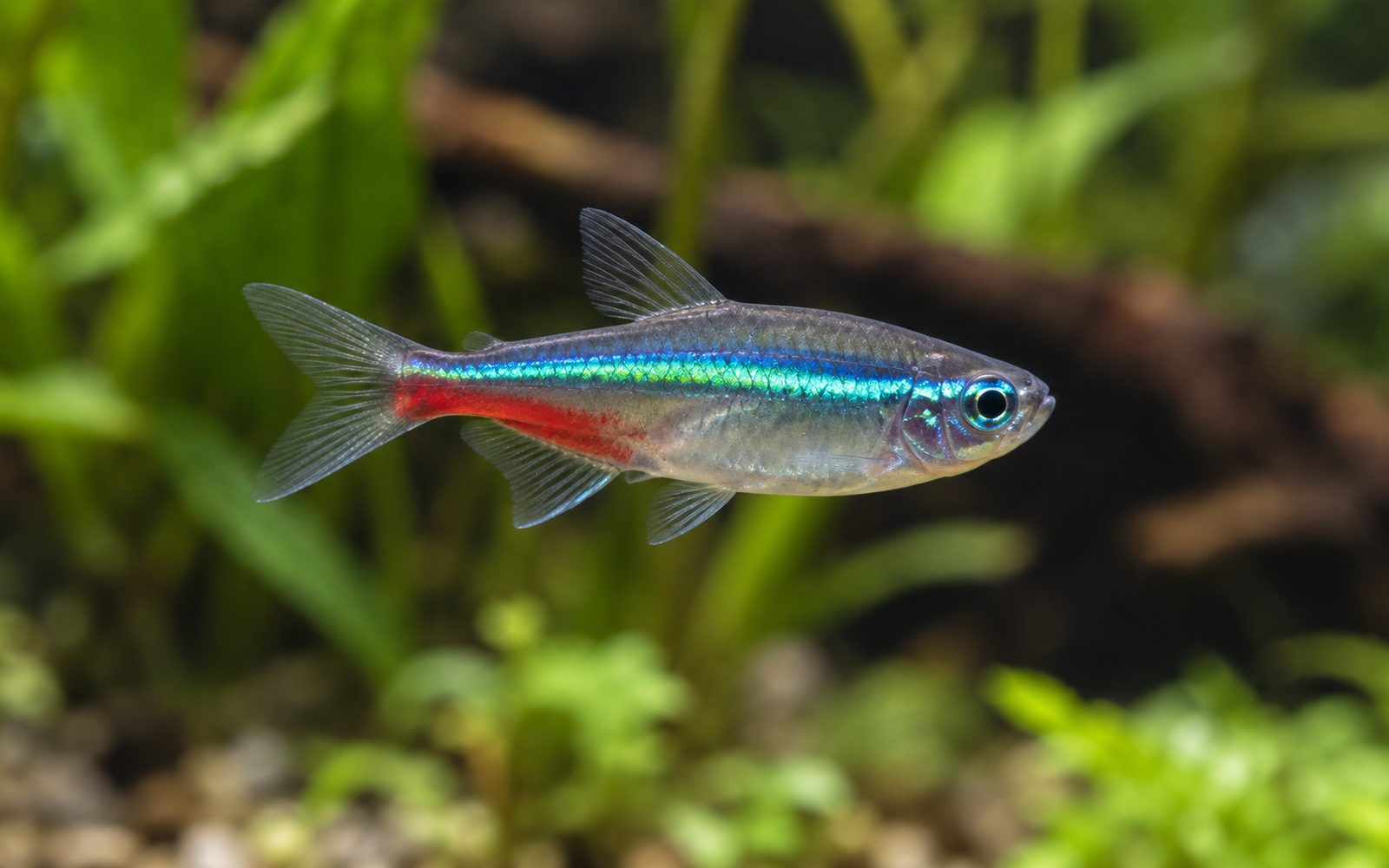 Yeşil Neon Tetra (Paracheirodon simulans)