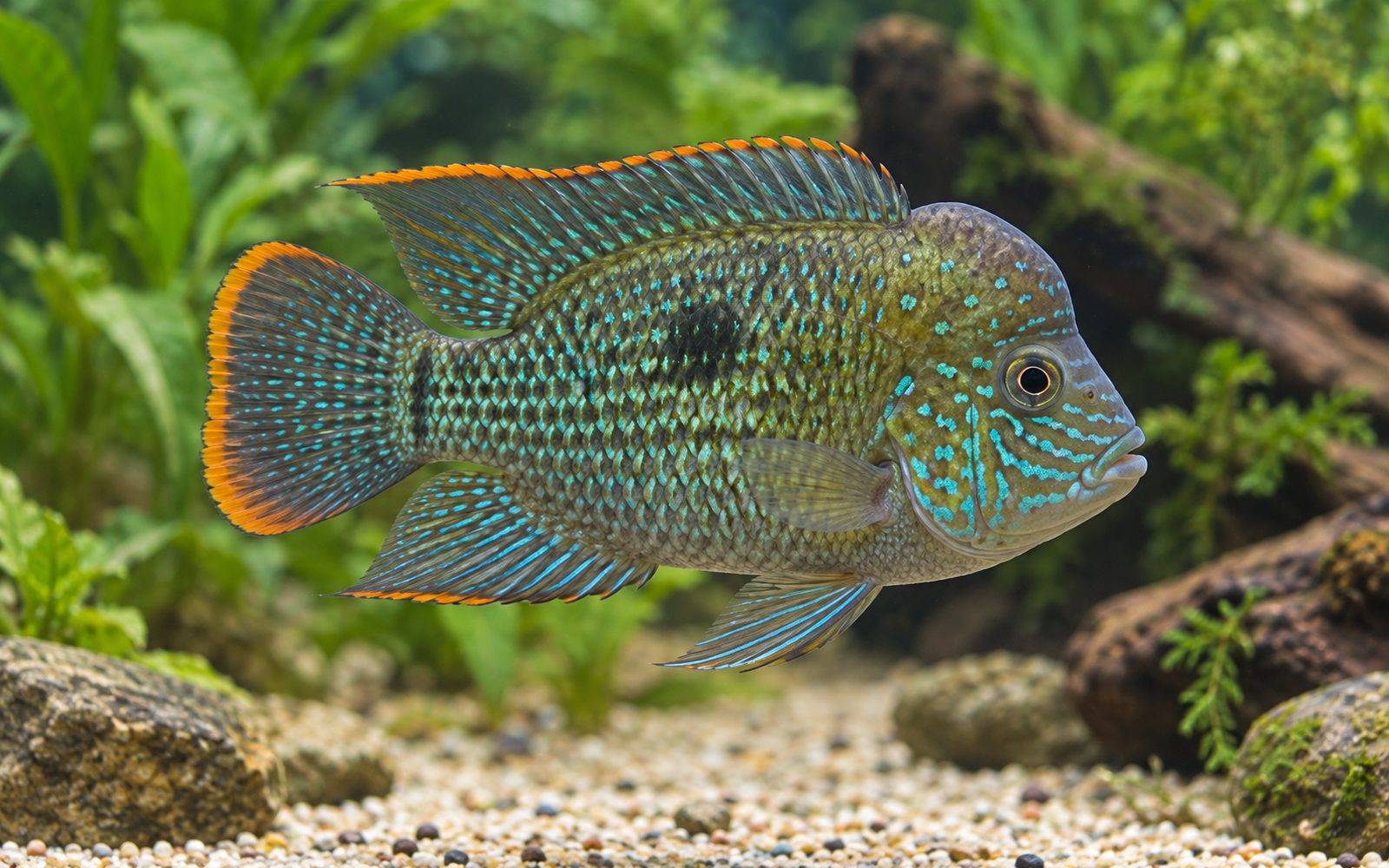 Yeşil Terör (Andinoacara rivulatus)