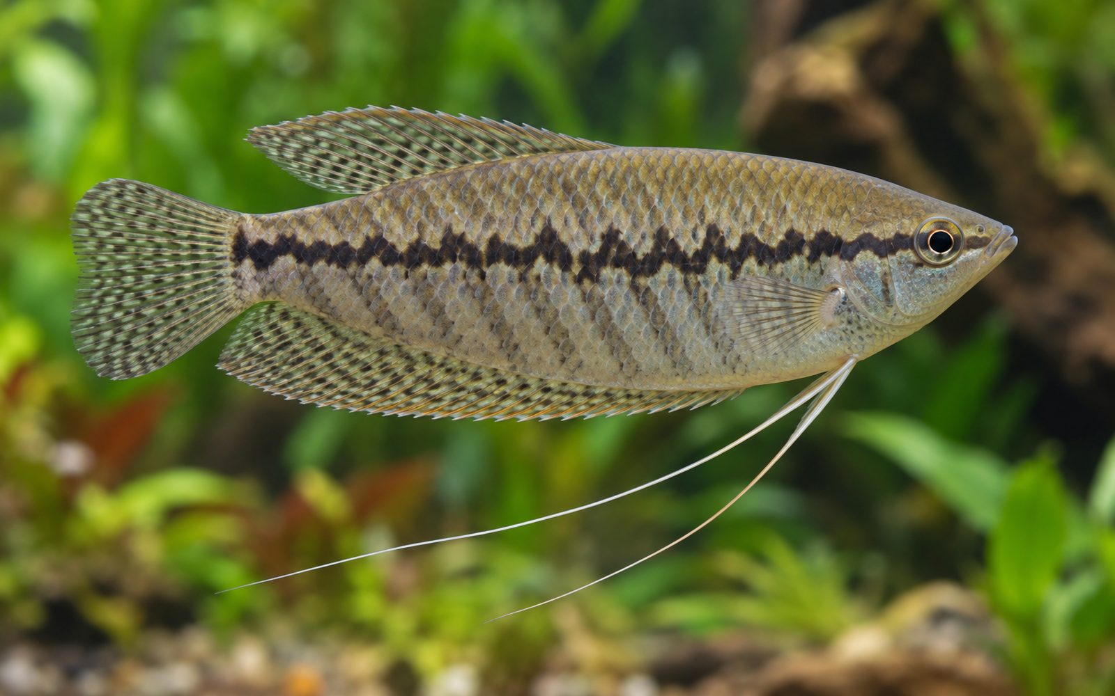 Yılan Derili Gurami (Trichopodus pectoralis)