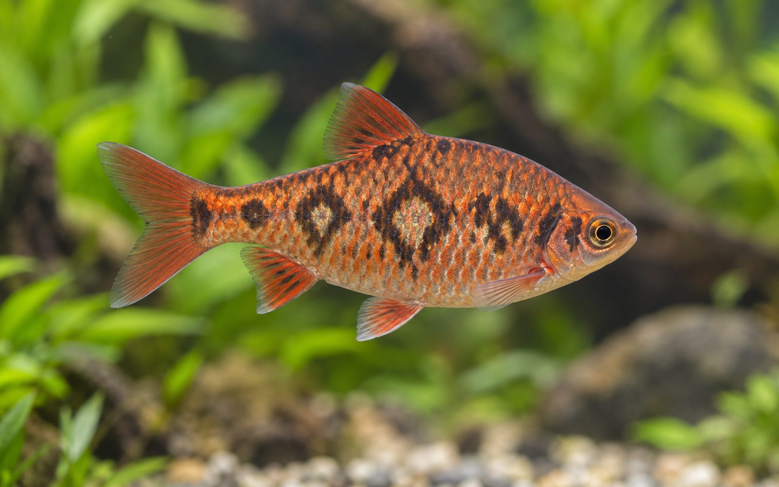 Yılan Derisi Barbı (Desmopuntius rhomboocellatus)