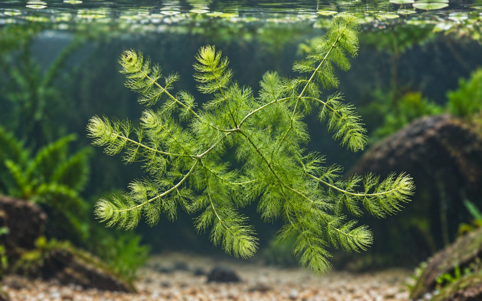 Yumuşak Boynuzyaprak (Ceratophyllum submersum)