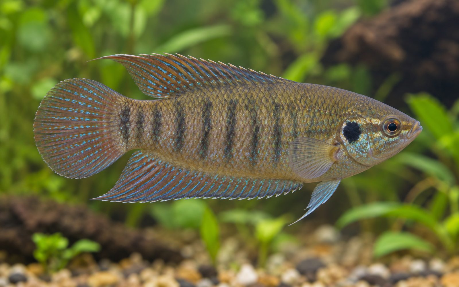 Yuvarlak Kuyruklu Cennet Balığı (Macropodus ocellatus)