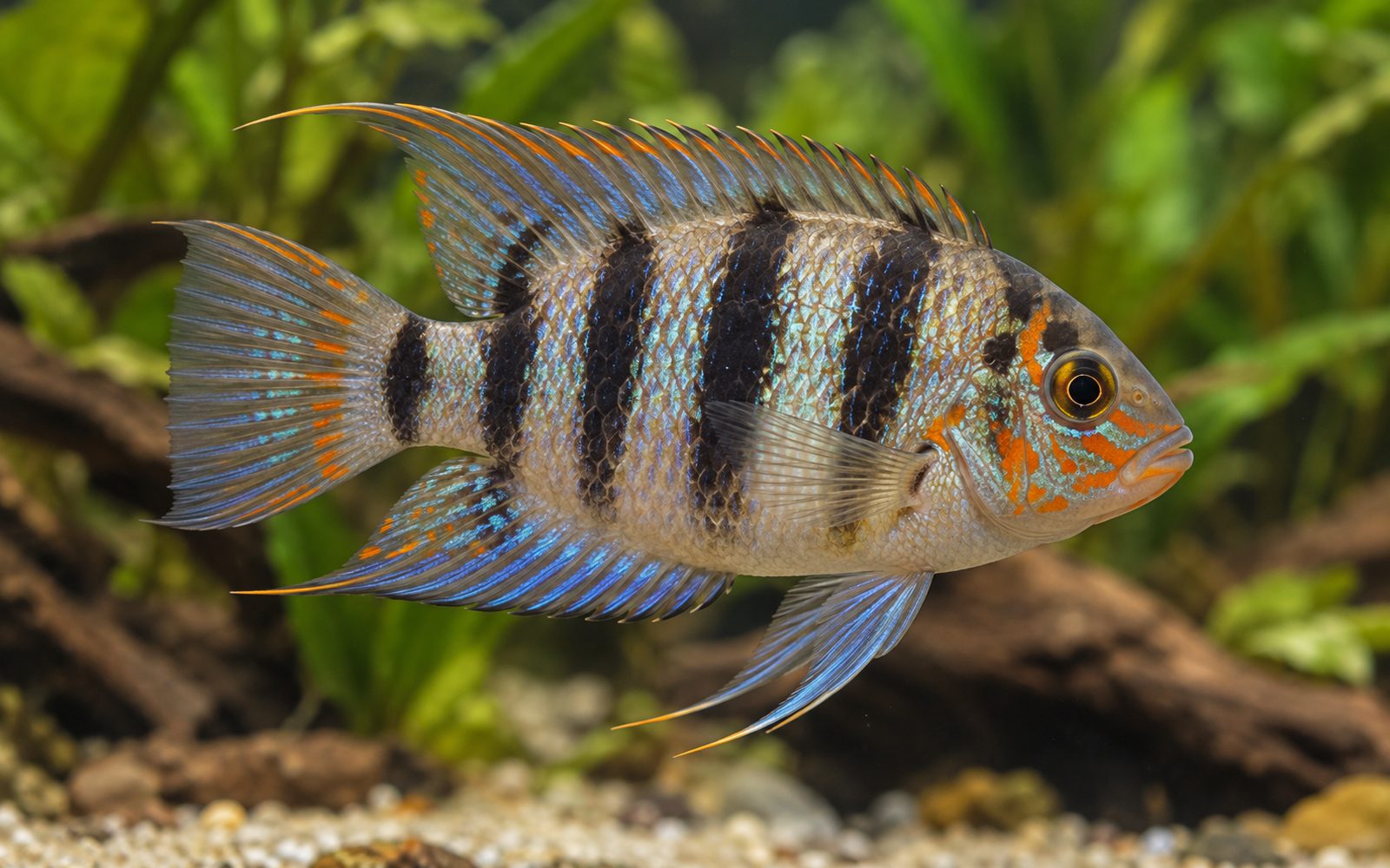 Zebra Akara (Ivanacara adoketa)