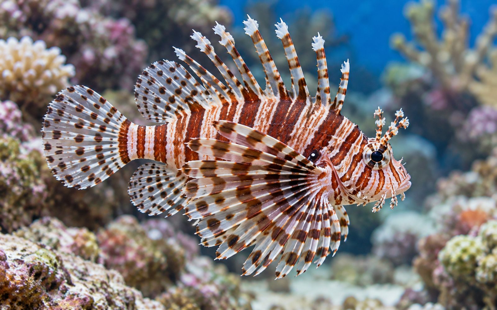 Zebra Cüce Aslan Balığı (Dendrochirus zebra)