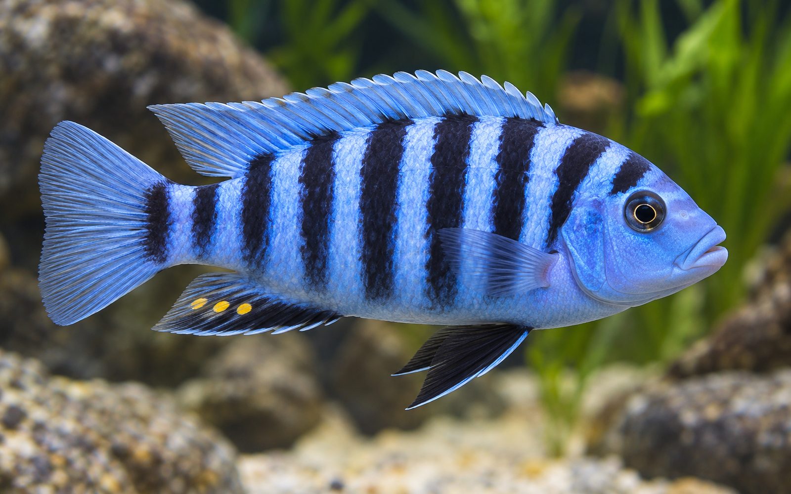 Zebra Mbuna (Maylandia zebra)