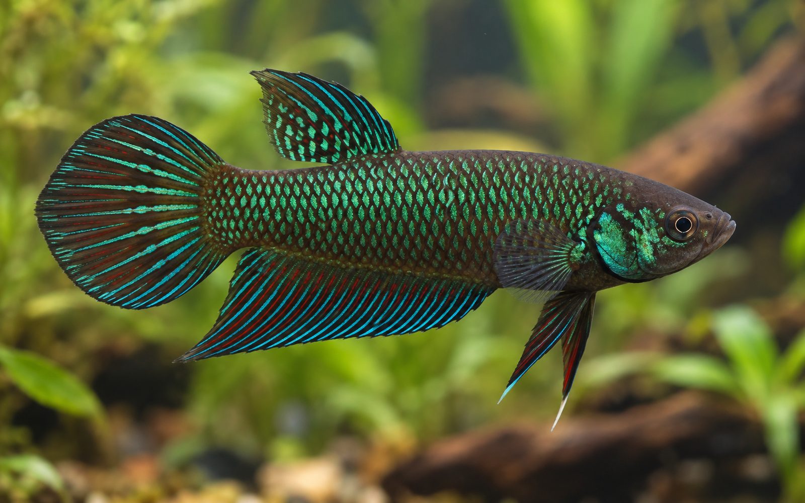 Zümrüt Beta (Betta smaragdina)
