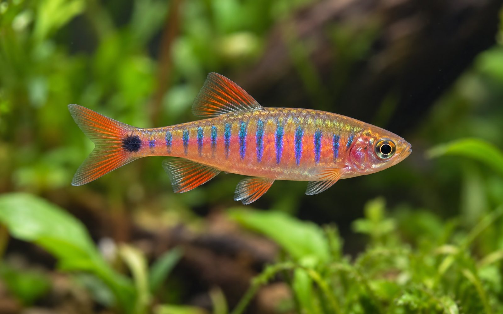 Zümrüt Cüce Rasbora (Danio erythromicron)