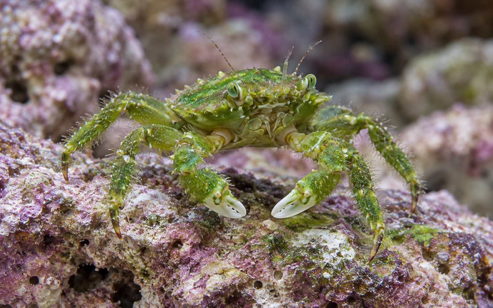 Zümrüt Yengeç (Mithraculus sculptus)